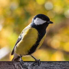 titmouse portrait on a tree branch close up.