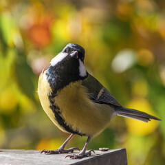 titmouse portrait on a tree branch close up.