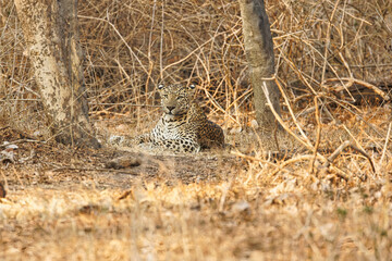 Bold and Ferocious Male Leopard sitting at Bandipur National Park. With beautiful background very difficult to spot.