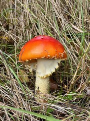 Mushroom not eatable closeup in mushrooming autumn season in Finnish forest