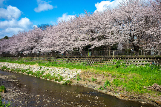 Spectacular cherry blossoms along Nogawa Greenway in Setagaya, Tokyo