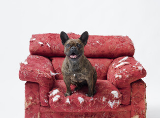 Funny French Bulldog on a damaged armchair