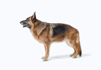 Senior female German Sheperd side view