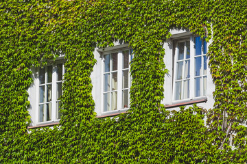FACADE WITH WINDOWS OVERGROWN WITH IVY 