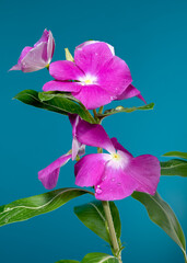 Blooming pink Catharanthus on a blue background