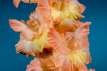 Blooming gladiolus kissy ruffle on a blue background