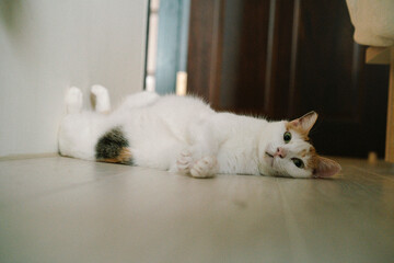 A cat lying on the ground, rolling over onto its back.