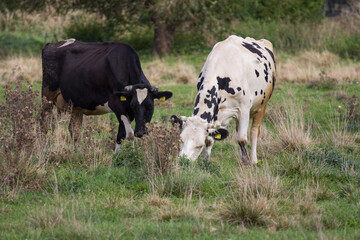 cows in the meadow, cows in the pasture © Bagatela