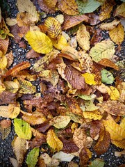 autumn leaves background