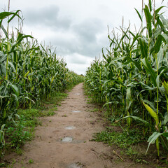 Public footpath through corn field