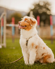 Australian Shepherd puppy at dog school for obedience training