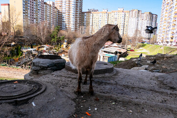 A goat walks in an urban agglomeration.