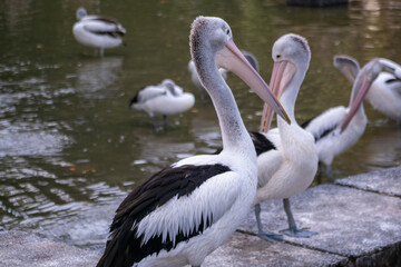 Australian pelican on the pond in the zoo. The Australian pelican (Pelecanus conspicillatus) is a large waterbird in the family Pelecanidae