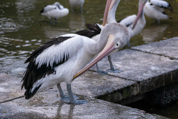 Australian pelican on the pond in the zoo. The Australian pelican (Pelecanus conspicillatus) is a large waterbird in the family Pelecanidae