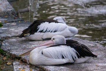Fototapeta premium Australian pelican on the pond in the zoo. The Australian pelican (Pelecanus conspicillatus) is a large waterbird in the family Pelecanidae