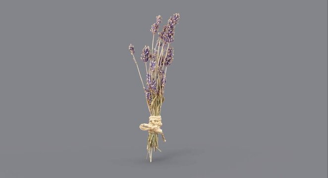 Lavandula or Lavender bunches of dry herbs