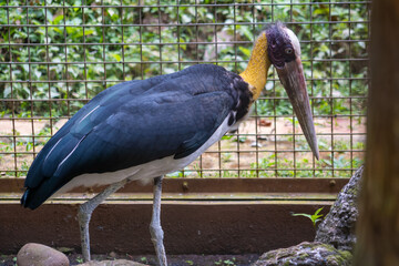 The greater adjutant (Leptoptilos dubius) is a member of the stork family, Ciconiidae. Its genus includes the lesser adjutant of Asia and the marabou stork of Africa. Birds in the zoo © Syaradin
