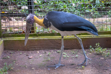 The greater adjutant (Leptoptilos dubius) is a member of the stork family, Ciconiidae. Its genus...