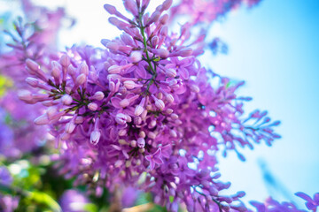 Branch with blooming purple lilac.