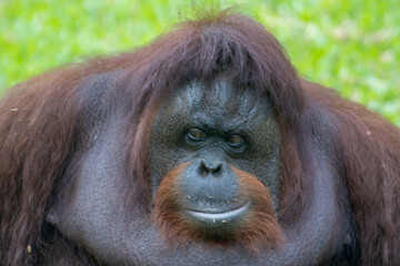 The Bornean orangutan is the third-largest ape after the western gorilla, and the largest truly arboreal (or tree-dwelling) extant ape. Animals in the Zoo.