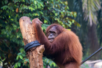 The Bornean orangutan is the third-largest ape after the western gorilla, and the largest truly arboreal (or tree-dwelling) extant ape. Animals in the Zoo.