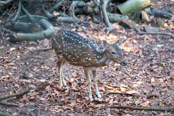 The chital or cheetal, also known as the spotted deer, chital deer and axis deer, is a deer species native to the Indian subcontinent. Deers in the zoo.