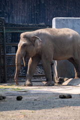 Fototapeta premium Elephant is one of the animals in the zoo in Jakarta. Sumatra elephant.