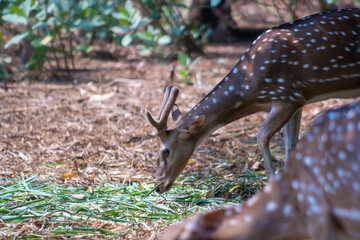 The chital or cheetal, also known as the spotted deer, chital deer and axis deer, is a deer species native to the Indian subcontinent. Deers in the zoo.