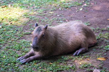 The capybara or greater capybara (Hydrochoerus hydrochaeris) is a giant cavy rodent native to South America. Capybara in the zoo