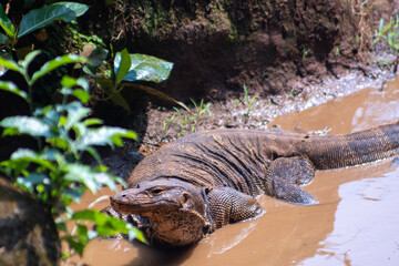 Monitor lizard on muddy water. Monitor lizards are lizards in the genus Varanus, the only extant genus in the family Varanidae. Animal photo.