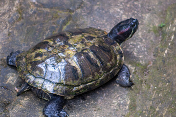 The Amboina box turtle or Southeast Asian box turtle is a species of Asian box turtle widely distributed across Southeast Asia. Turtle in the zoo.