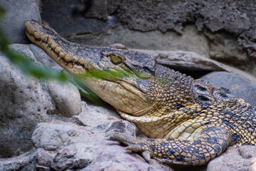 The saltwater crocodile (Crocodylus porosus) is a crocodilian native to saltwater habitats, brackish wetlands, and freshwater rivers. Close-up crocodile photo. 
