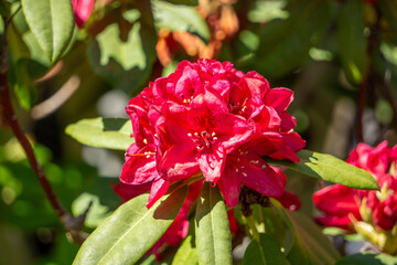 Roter Rhododendron blüht im Mai. Bayern, Deutschland.