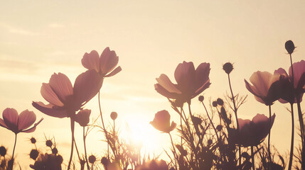 background photo of purple wildflowers in evening sunlight © PixCollex