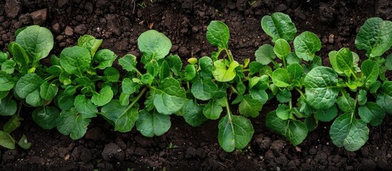 Garden Bed With Growing Radishes Green Radish Leaves Growing In Rows In The Soil