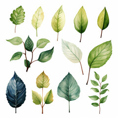 Obraz premium Watercolor Leaves Clipart Set on White Background