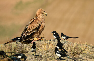 joven aguila imperial se alimenta en el campo