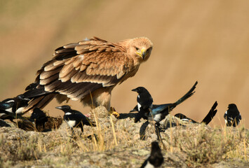 joven aguila imperial se alimenta en el campo