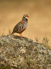 perdiz roja de campo