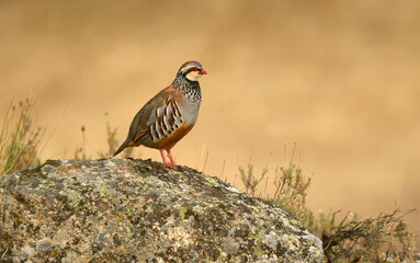 perdiz roja de campo