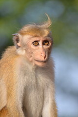 Toque Macaque (Macaca sinica) in Sigiriya, Sri Lanka – Curious Expression of a Local Inhabitant