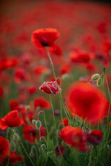 Poppies Field Flowers Red - A field of red poppies in bloom, capturing the beauty of nature.