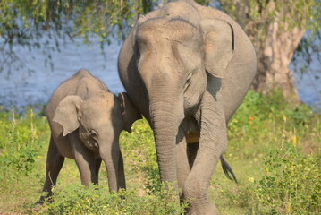 Mother and Baby Elephant Grazing by the Water at Udawalawe National Park, Sri Lanka