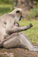 Mother and Baby Langur Bonding in Yala National Park, Sri Lanka