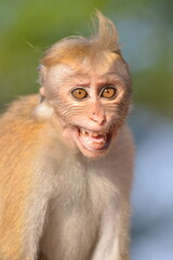 Fototapeta premium Toque Macaque Displaying Expressive Smile in Natural Habitat, Sri Lanka