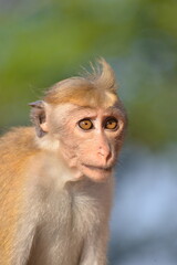 Thoughtful macaque closeup Sri Lanka