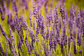 Lavender fields in bloom in Provence