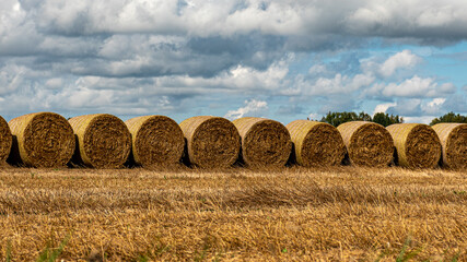 hay roll on cultivated corn field, contrasting sky © ANDA