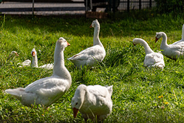 white geese in a green blanket, a flock of geese in a backyard garden