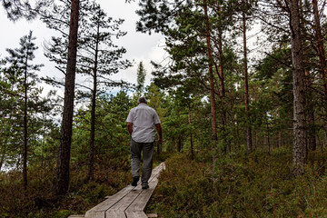Naklejka premium wooden footbridge in the bog, a man walks in the bog, traditional bog vegetation, Nigula nature reserve is Nigula bog, a typical western Estonian bog